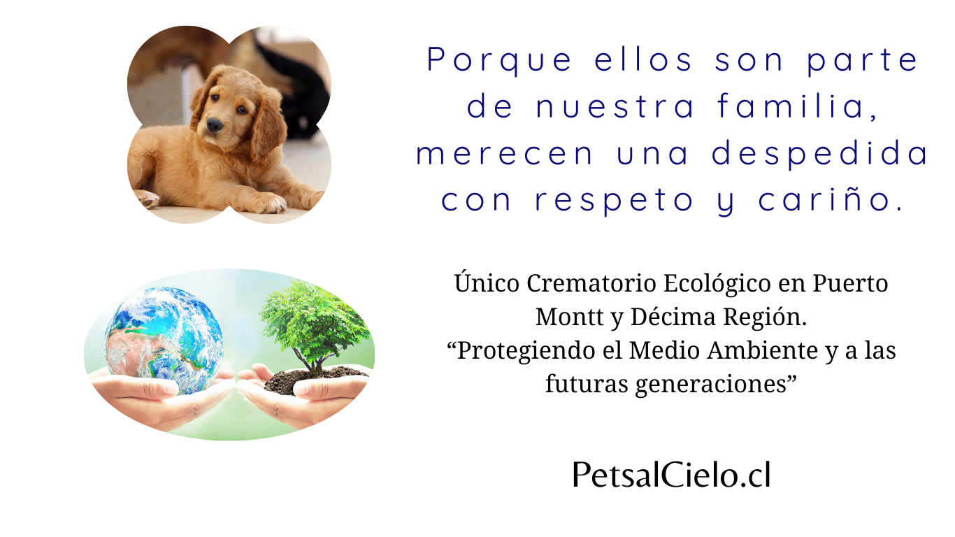 Pets Al Cielo.cl (17)